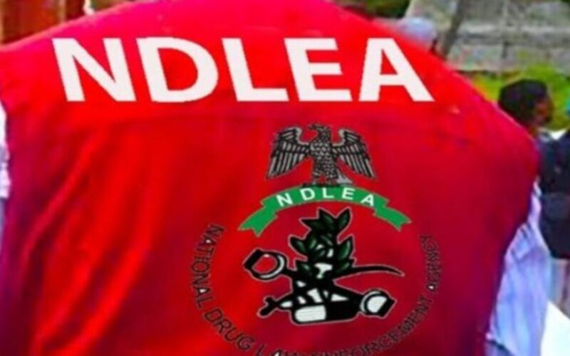 ndlea-edo-drug-bust