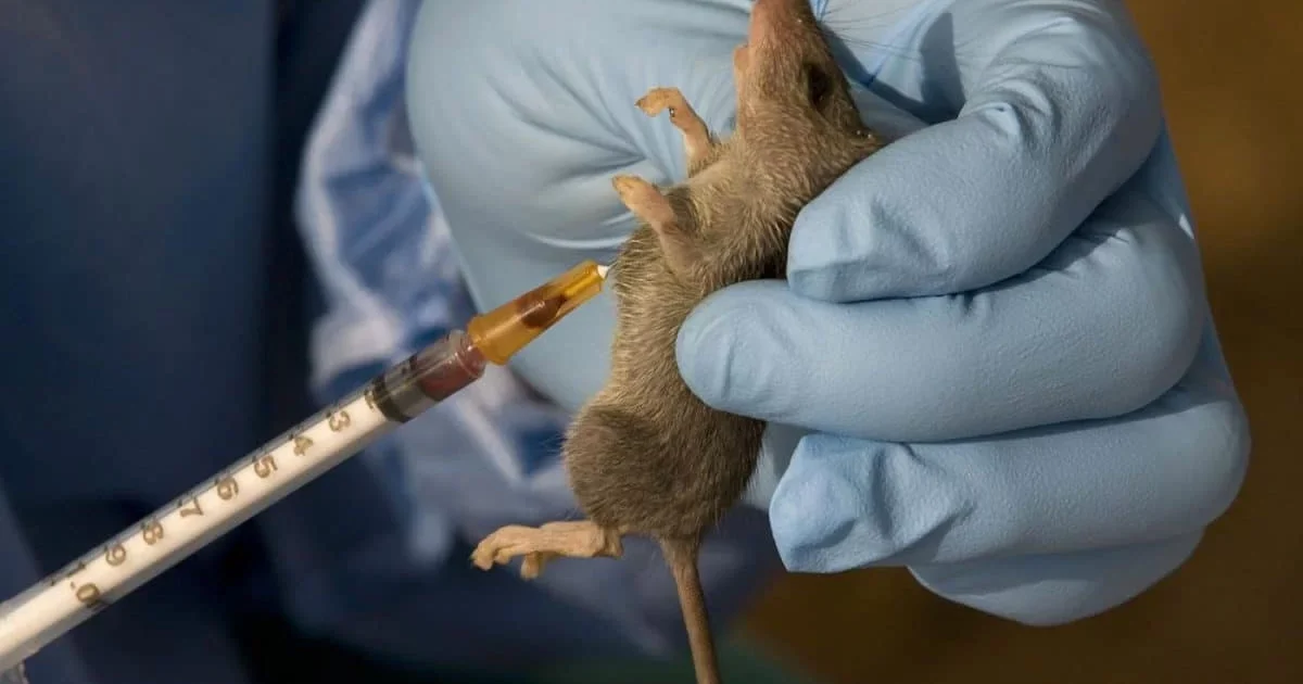 Lassa fever outbreak in Nigeria