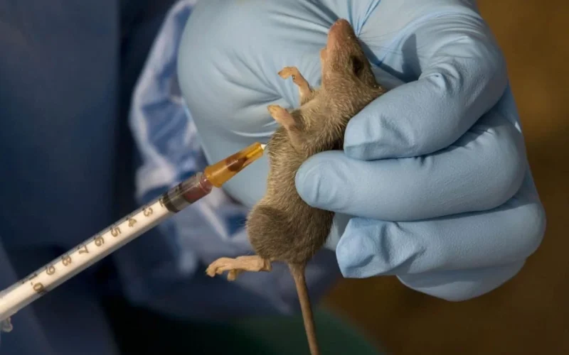 Lassa fever outbreak in Nigeria