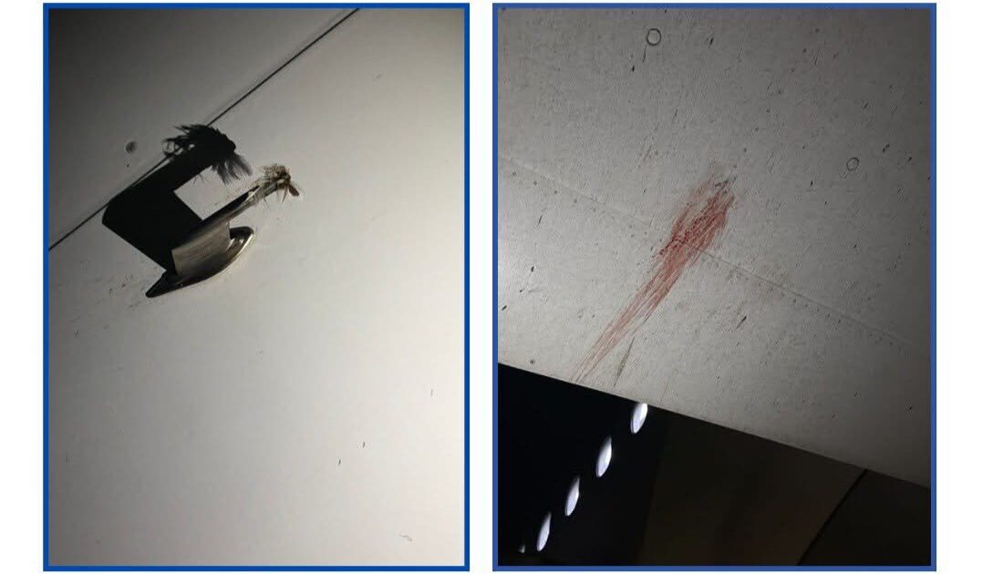 Air Peace bird strike damage after Kano airport landing