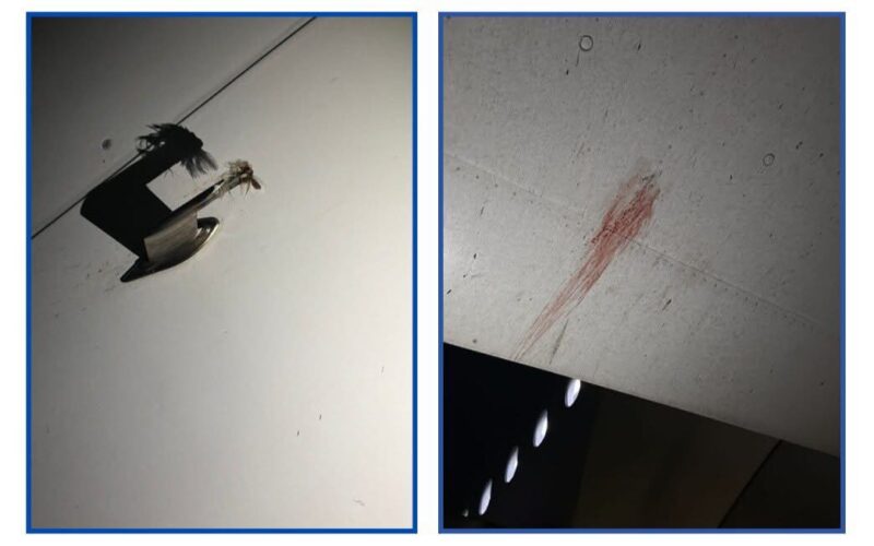 Air Peace bird strike damage after Kano airport landing