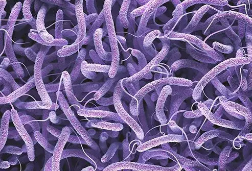 Vibrio cholerae bacteria (CDC)