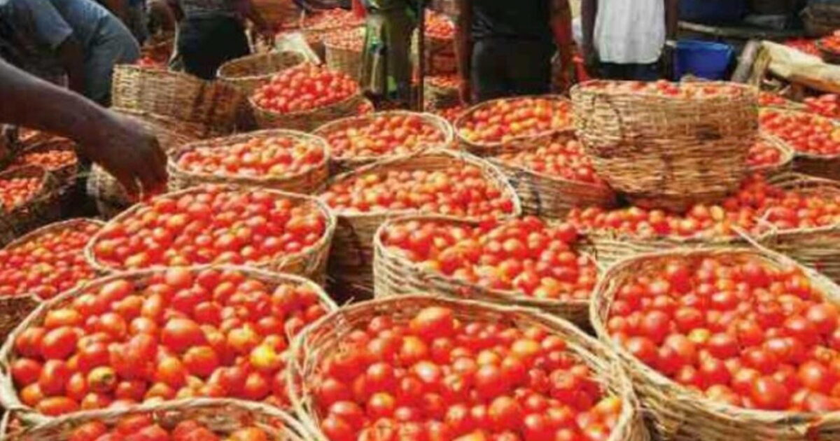 Fresh tomatoes for sale at a Nigerian market