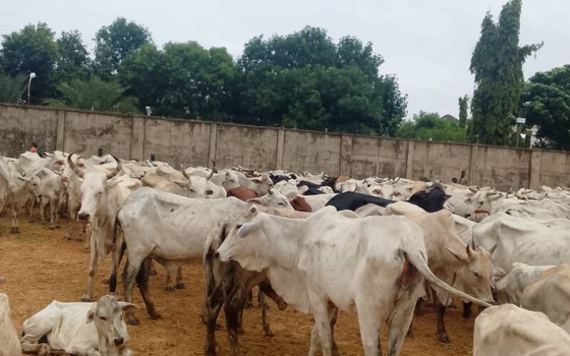 zamfara-cattle-raid