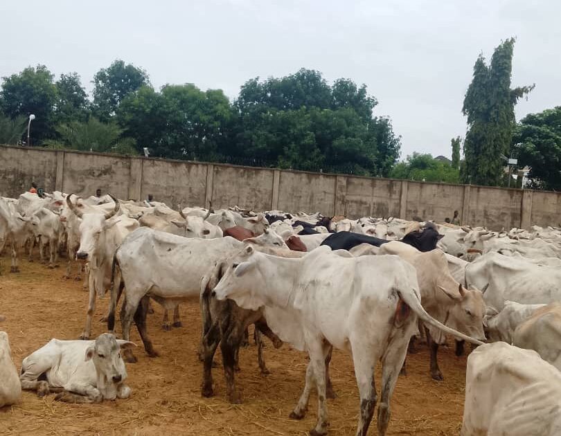 zamfara-cattle-raid
