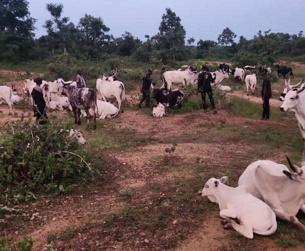 kogi-security-forces-recover-1-000-rustled-livestock-from-bandit-network