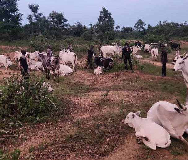 kogi-security-forces-recover-1-000-rustled-livestock-from-bandit-network