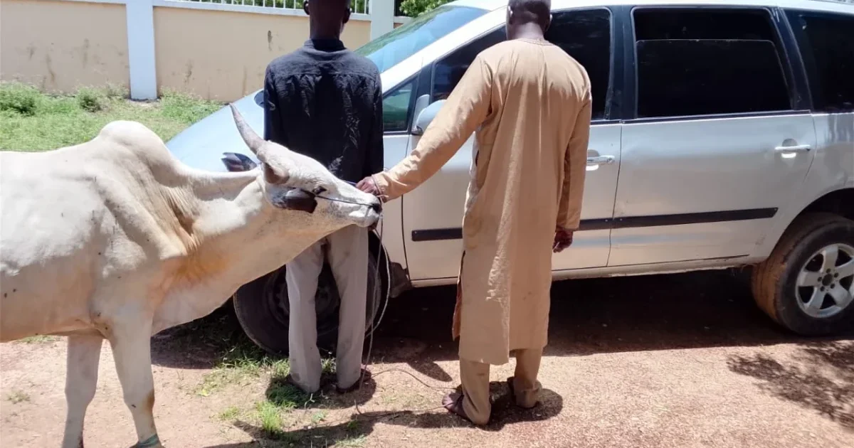 Two suspected cattle-rustling suspects stand beside a cow and vehicle after an NSCDC Kano arrest