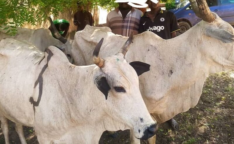Recovered cattle linked to a Bauchi police cattle-rustling investigation.