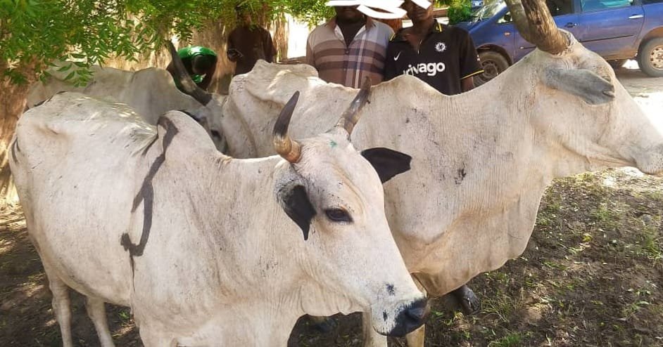 Recovered cattle linked to a Bauchi police cattle-rustling investigation.