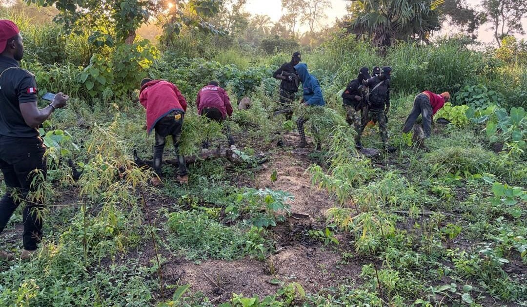 Security operatives and NDLEA personnel at a cannabis farm in Edo