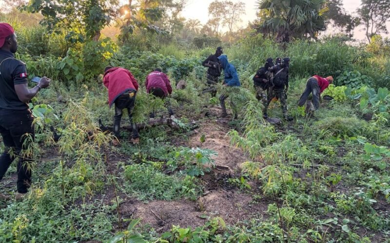 Security operatives and NDLEA personnel at a cannabis farm in Edo