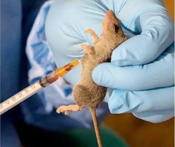Laboratory worker handling a rodent sample for Lassa fever research
