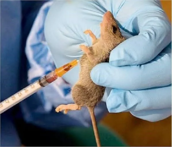 Laboratory worker handling a rodent sample for Lassa fever research