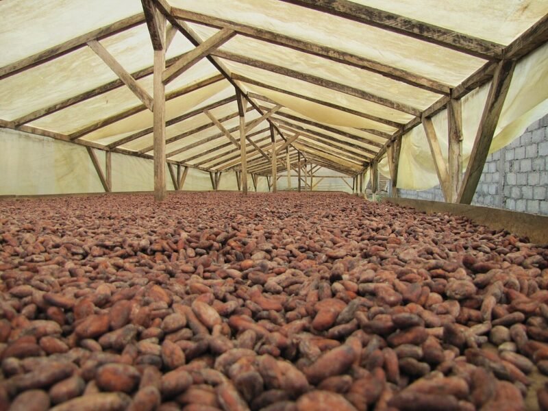Cocoa beans spread out to dry in a wooden shed with a covered roof.