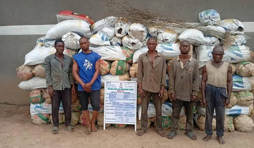 Five men stand in front of sacks of seized plant material in an NDLEA photograph.
