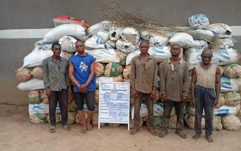 Five men stand in front of sacks of seized plant material in an NDLEA photograph.