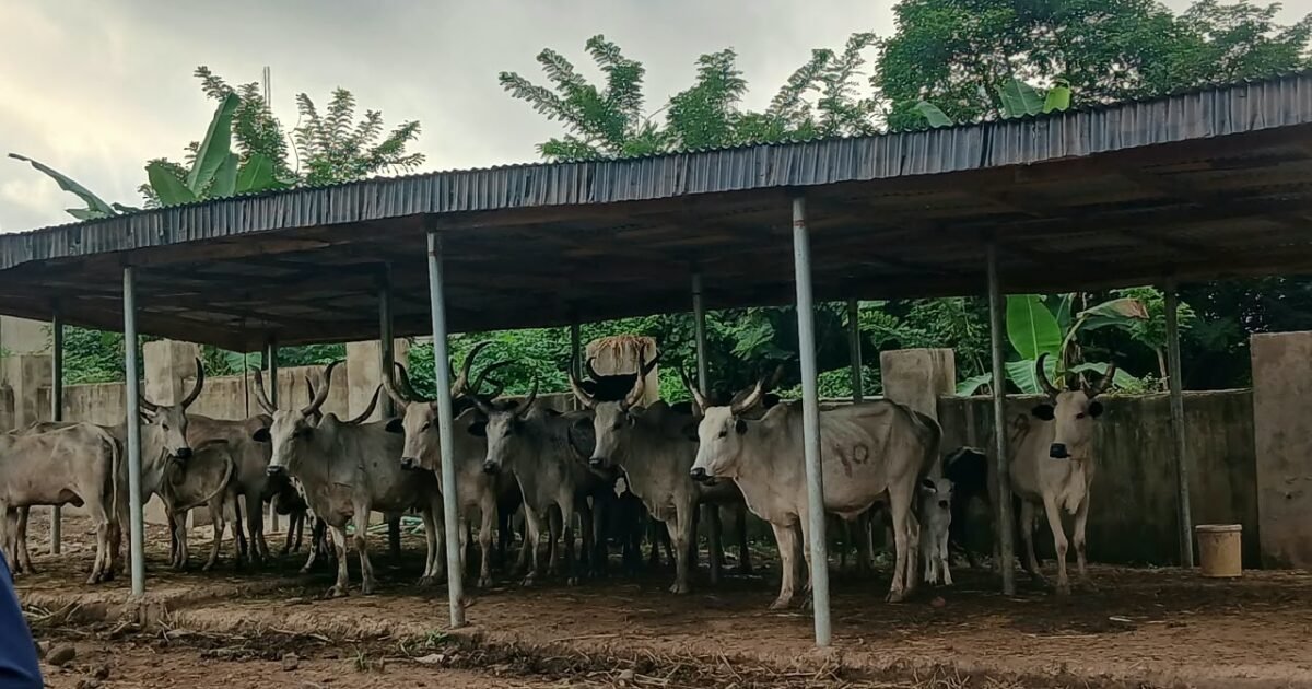 Cattle under a shelter in the Oyo government photograph of impounded cows