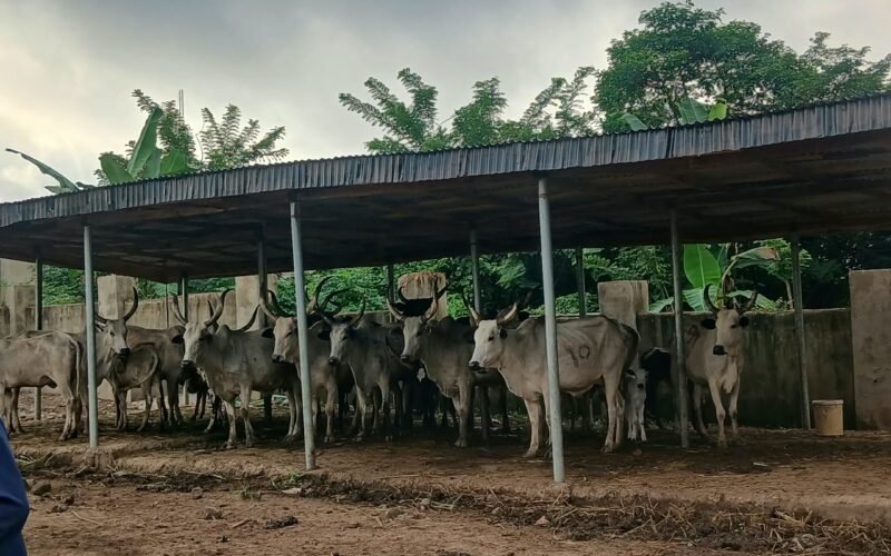 Cattle under a shelter in the Oyo government photograph of impounded cows